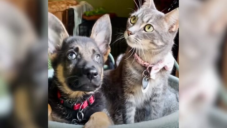 Two Foster Cats Open Their Hearts To An Orphaned Pup, Showering Him With Love And Friendship