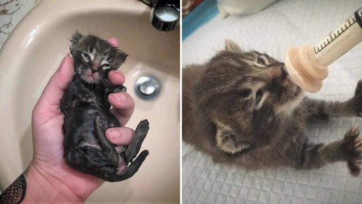 Two-Week-Old Kitten Went From Freezing And Alone To A Bundle Of Joy After Being Rescued