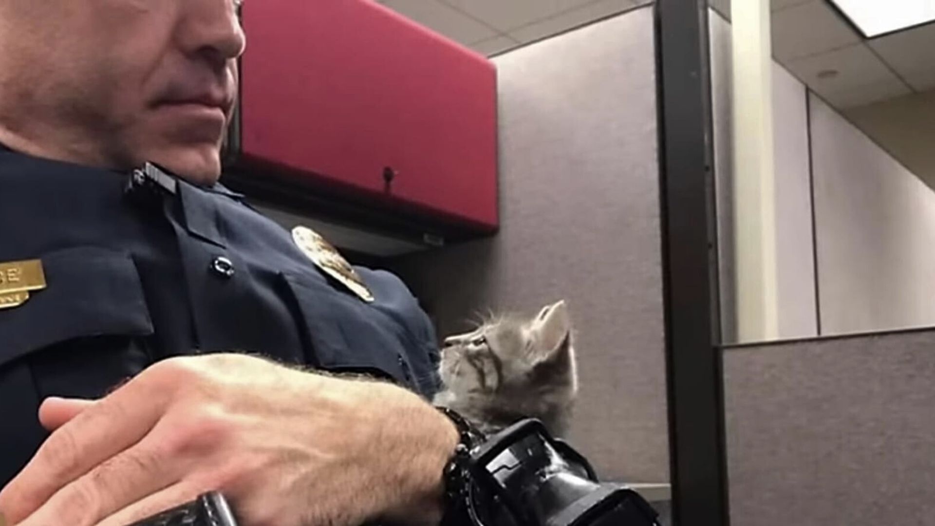 officer with kitten