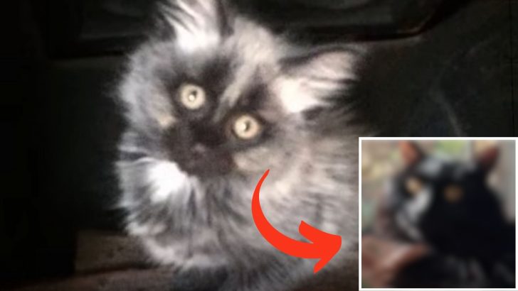 What This Unusual Kitten Had Turned Into Left Everyone In Awe