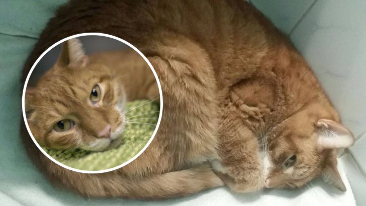 Woman Abandoned Her Sick Cat Over A New Couch, What Happens Next Will Make You Cry
