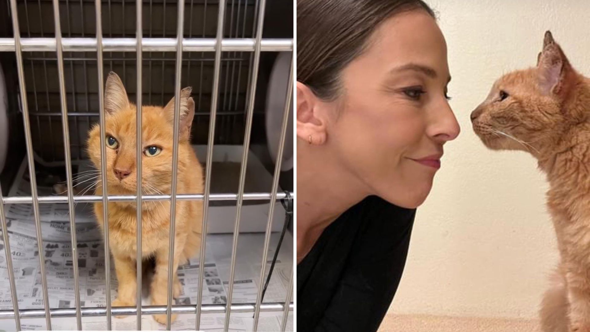 woman adopts an elderly cat