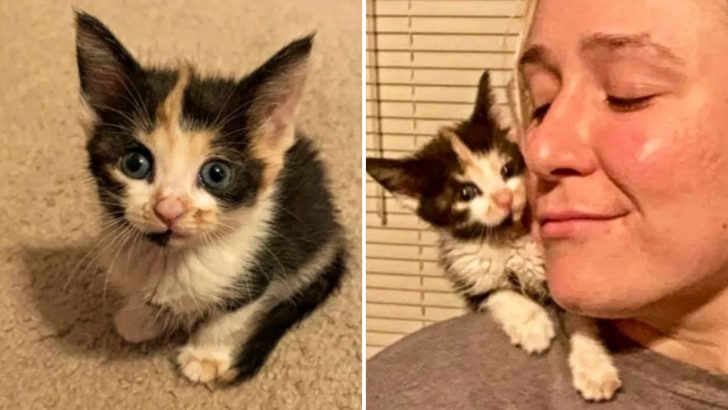 Woman Falls In Love With A Kitten And Drives An Astounding Thousand Miles To Bring Her Home
