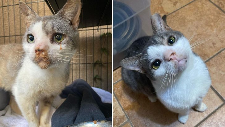 Woman From Tampa Rescues A Poisoned Stray Cat And Changes His Life For The Better