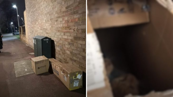 Woman Heard Faint Calls From Boxes On The Street And Couldn’t Believe What Was Trapped Inside