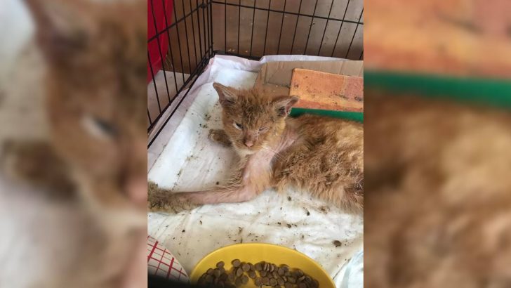 Woman In Florida Saves A Cat With The Most Brutal Case Of Mange Ever