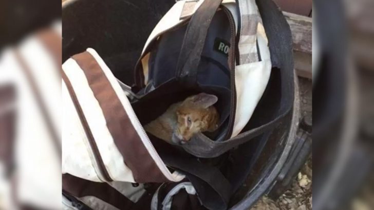 Woman Noticed A Moving Backpack In The Trash And Was Shocked To See What Was Inside