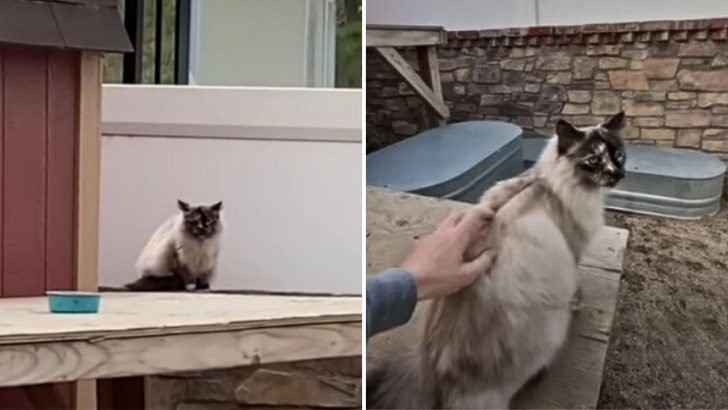 Woman Pets A Lonely Stray Cat After 2 Years Of Trying But Instantly Breaks Down In Tears