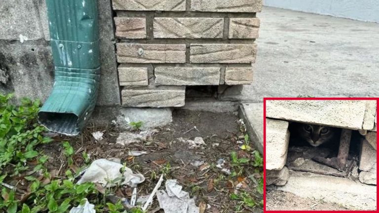 kitten hiding in wall