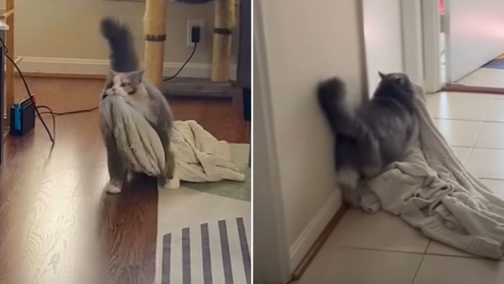 Sweet Cat’s Favorite Thing To Do Around The Apartment Will Warm Your Heart