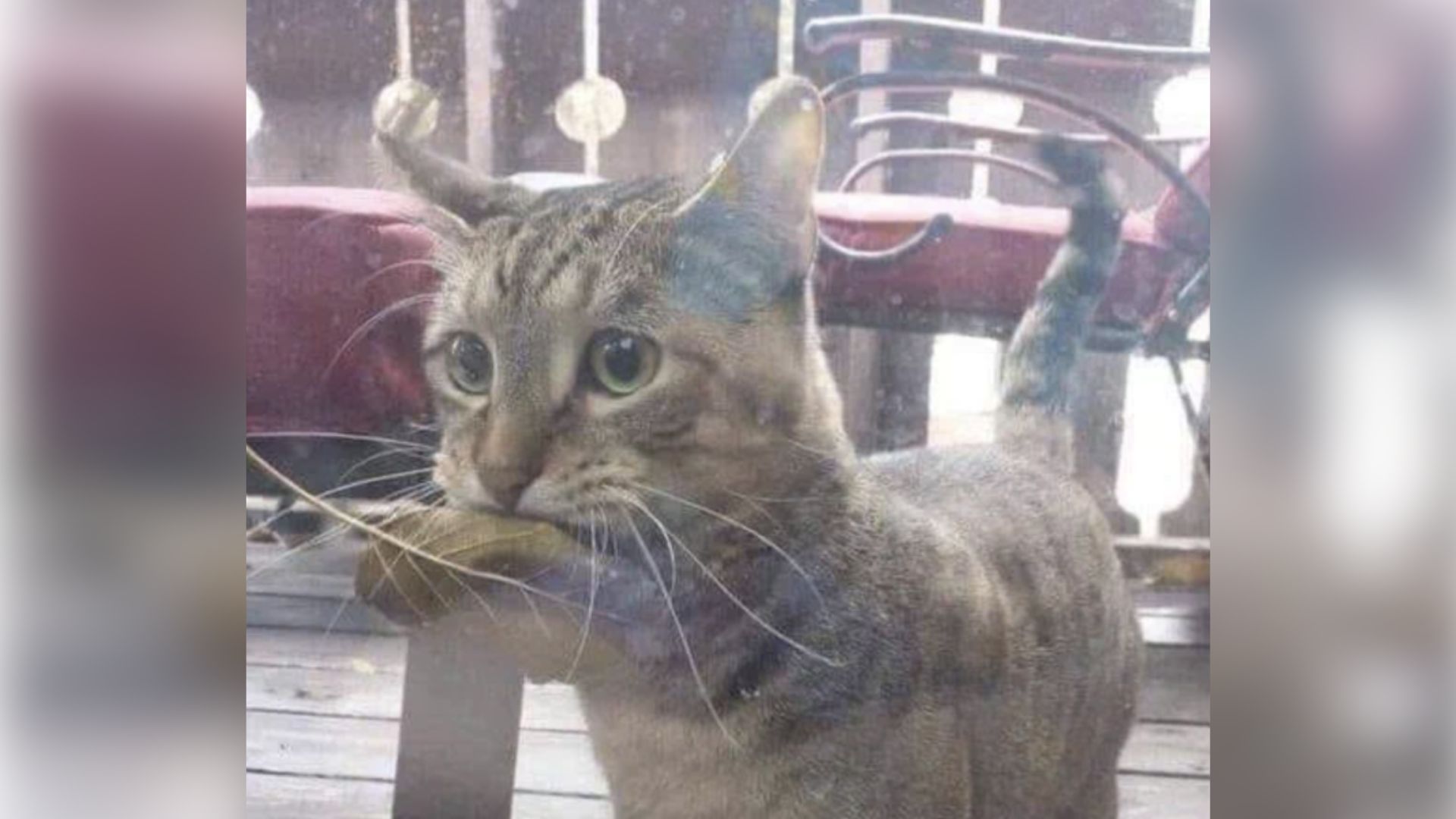 cat caryying leaf in mouth