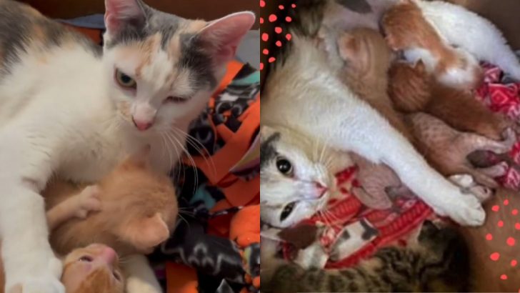 Young Mama Cat Hears Desperate Cries Of Orphaned Kittens And Immediately Adopts Them All