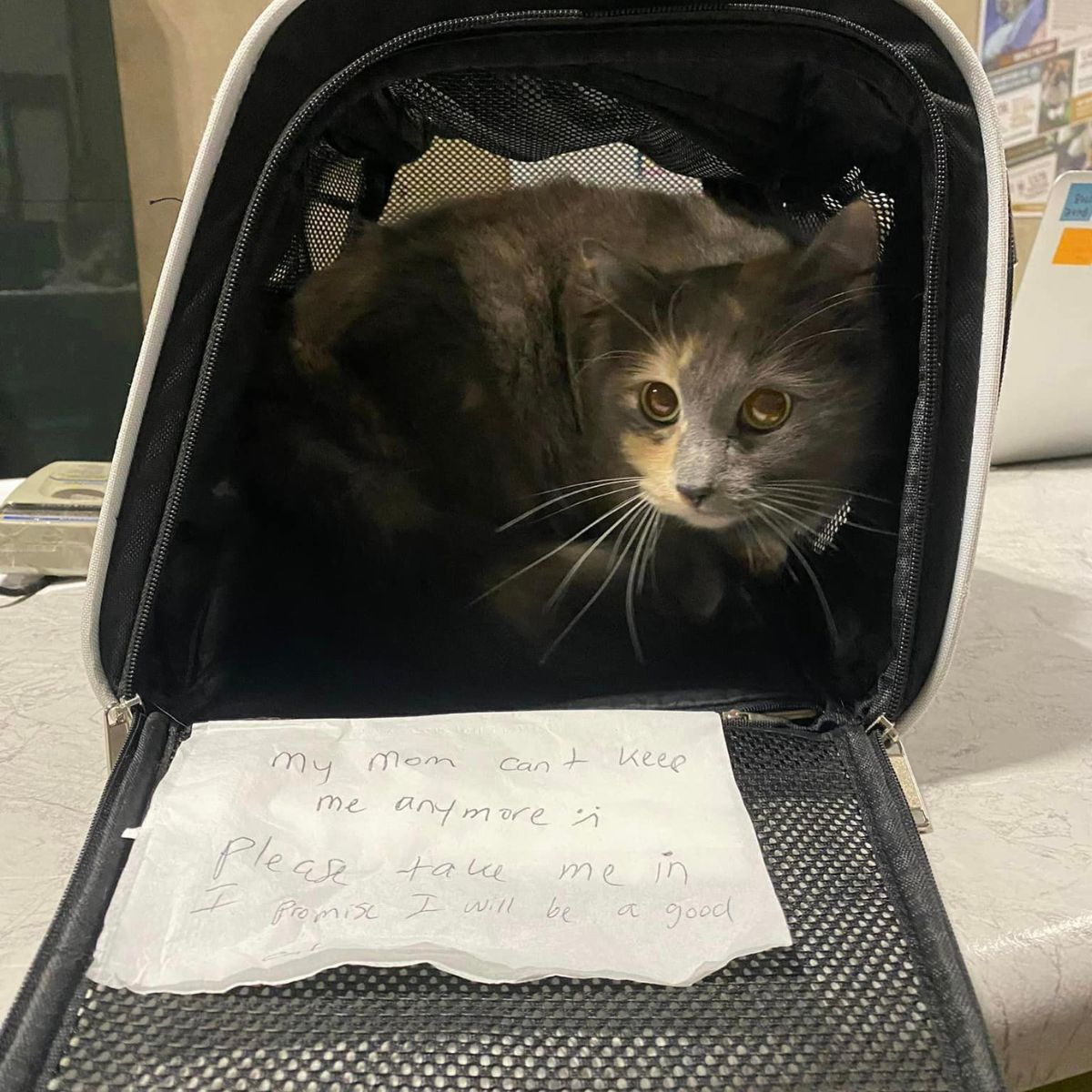 abandoned cat with letter