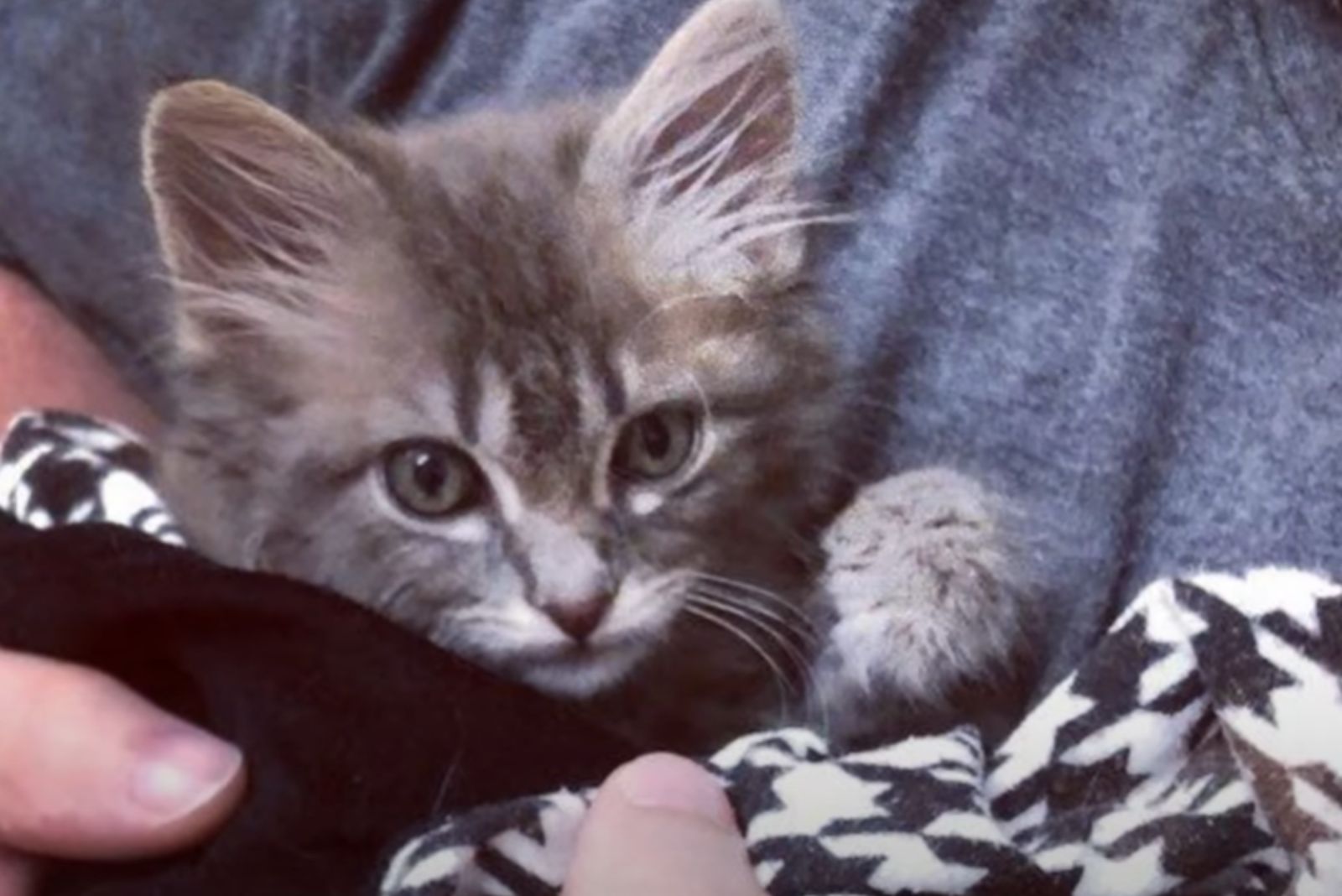 adopted kitten