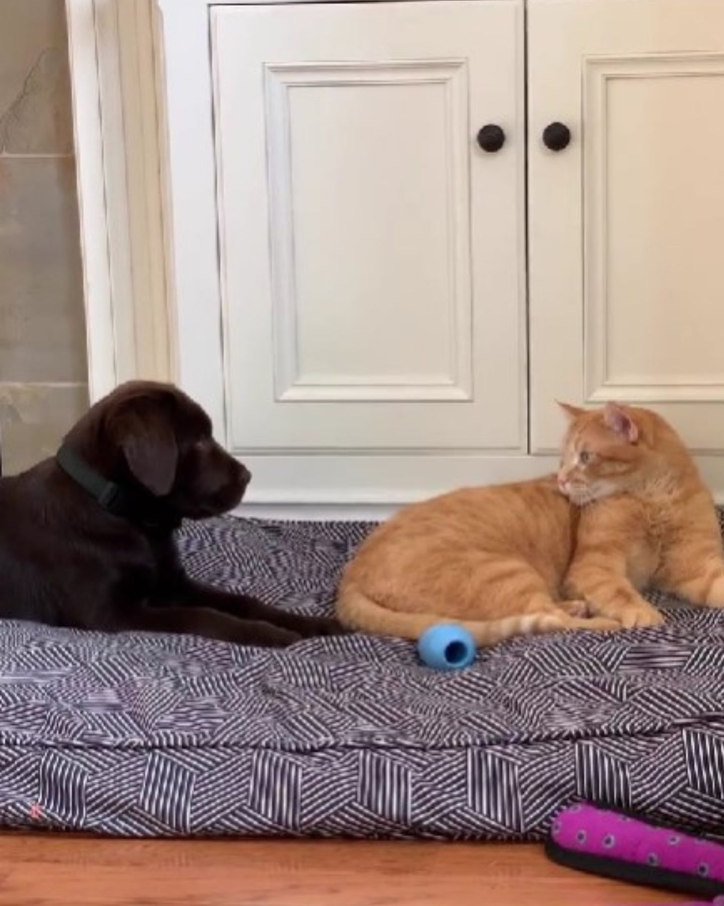 adorable puppy looking at ginger cat