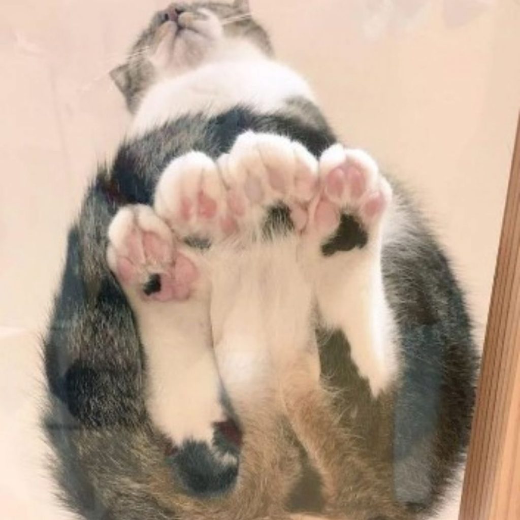 all four cat paws on glass