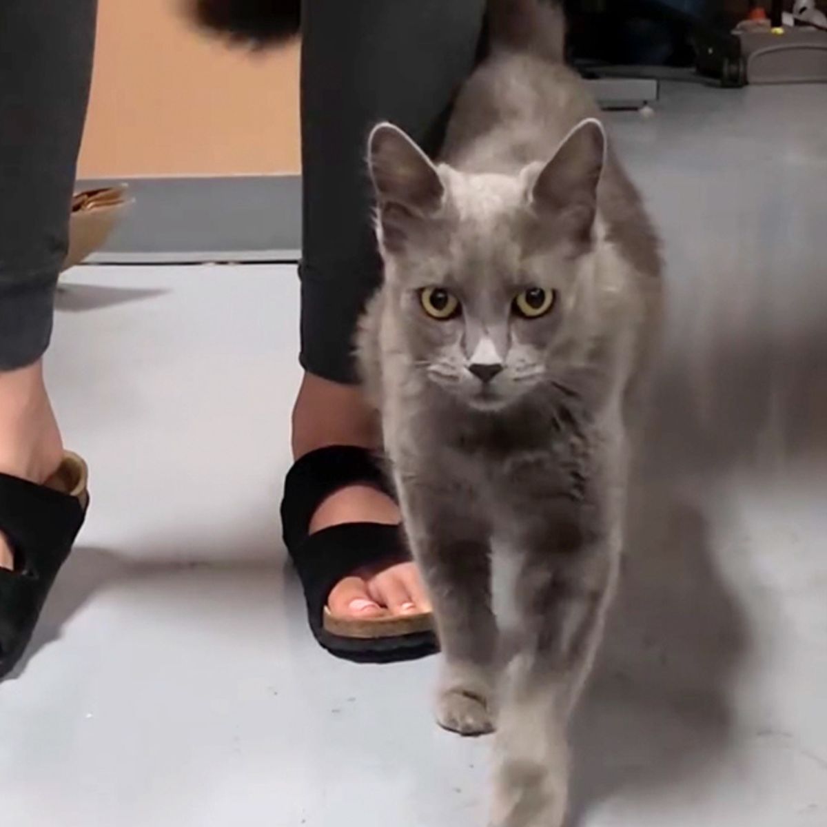 beautiful grey cat walking