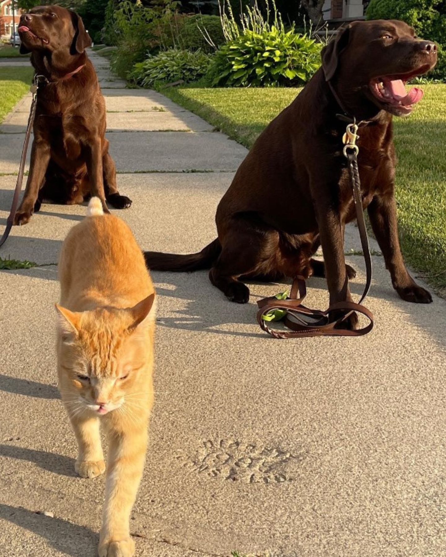 big dogs with cat in walk