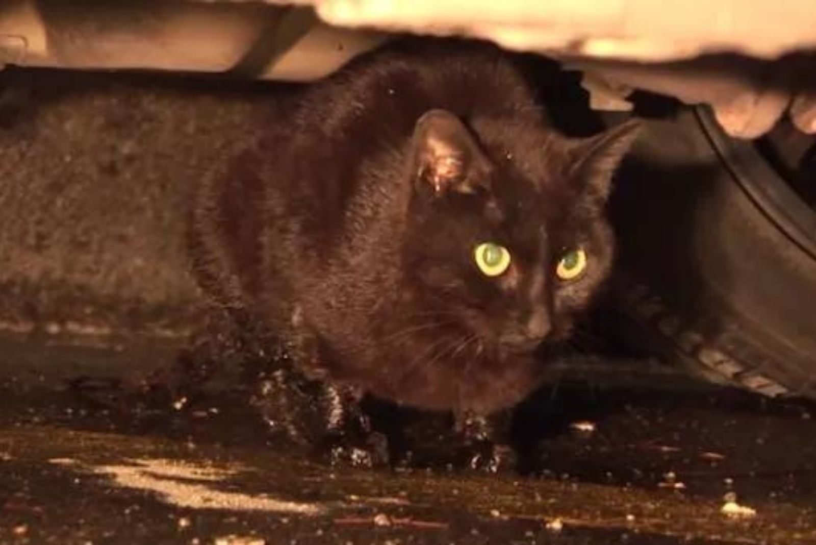 black cat under a car