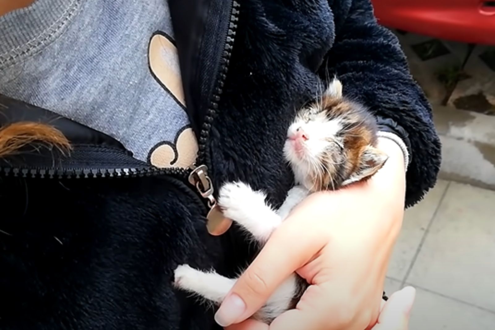 blind kitten in human arms