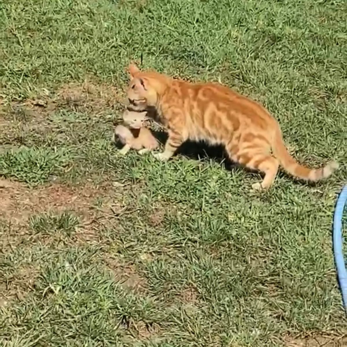 cat and kitten on grass