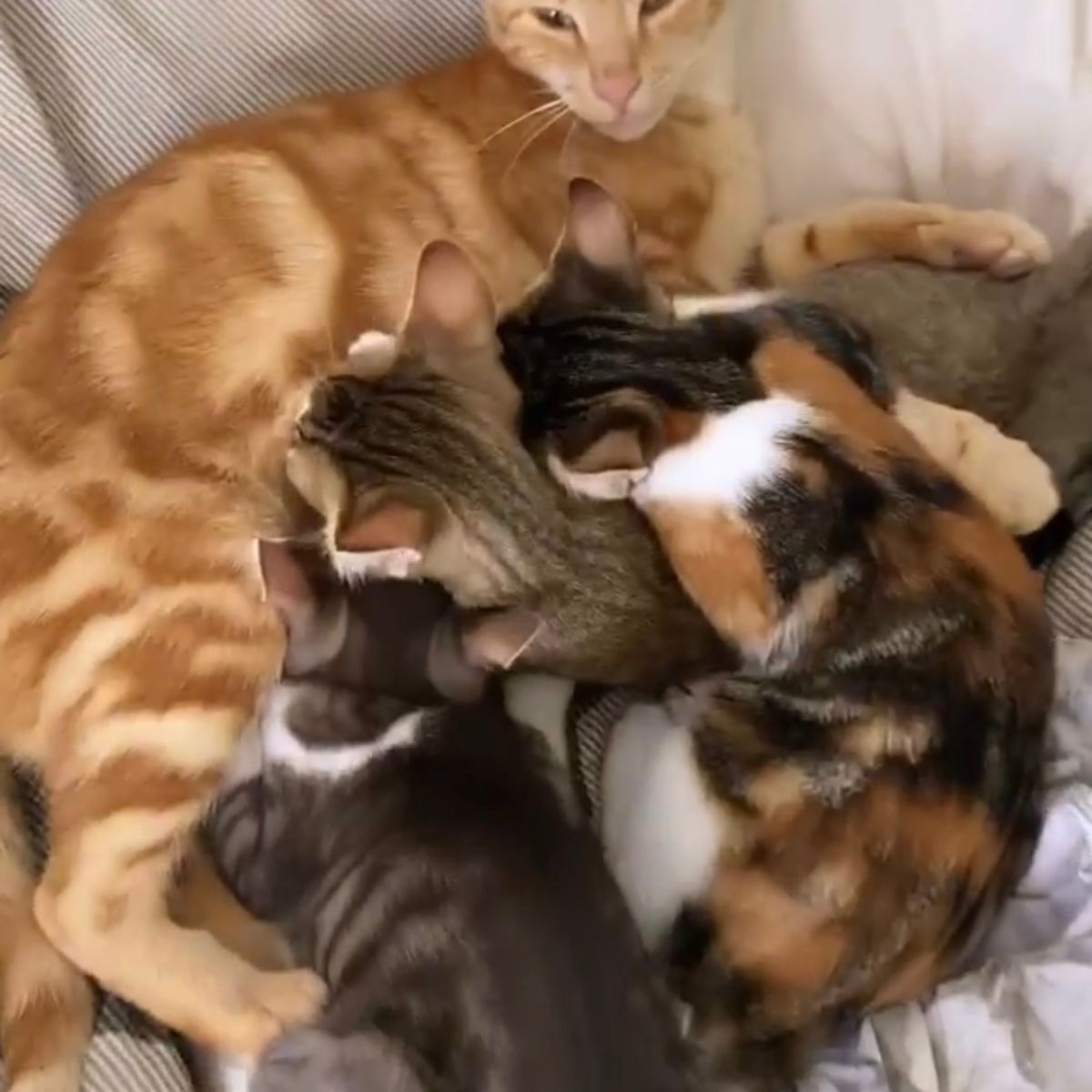 cat and kittens lying