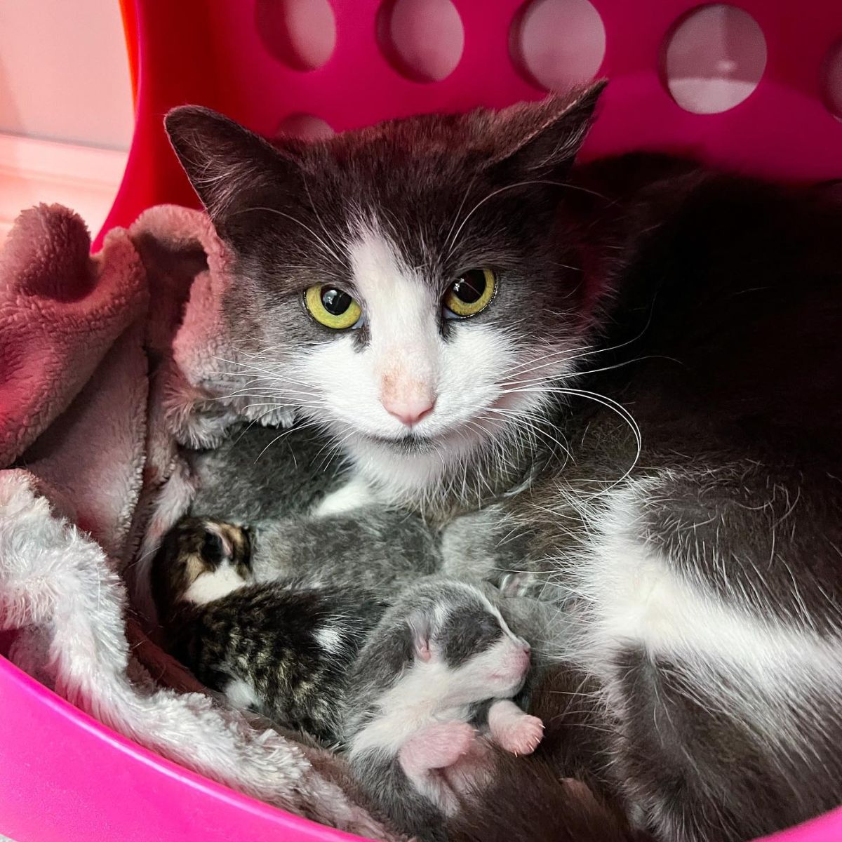 cat and newborn cats