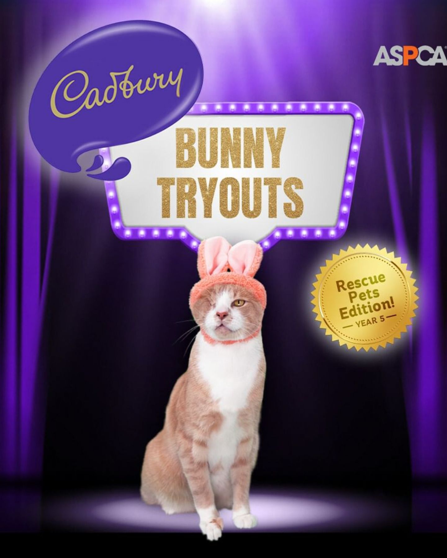 cat as cadbury bunny