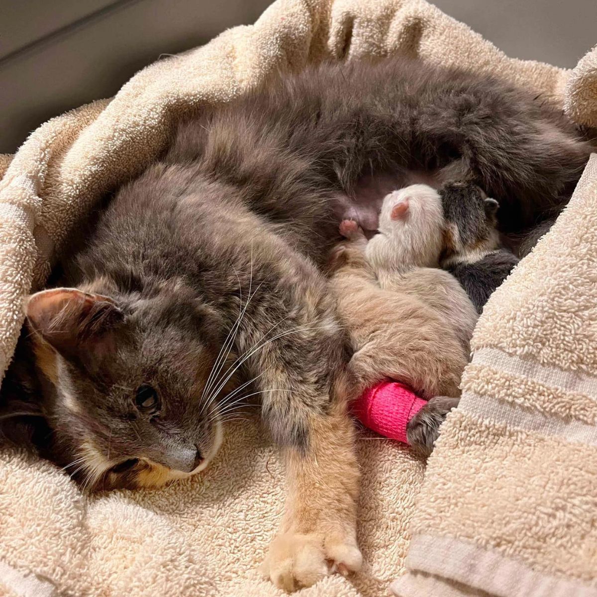 cat breastfeeding newborn kittens