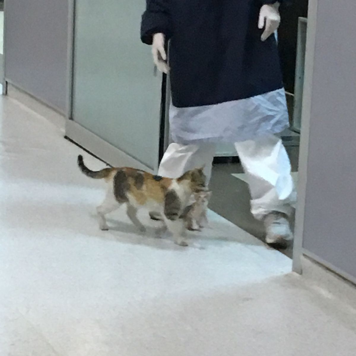 cat brought kitten on ER