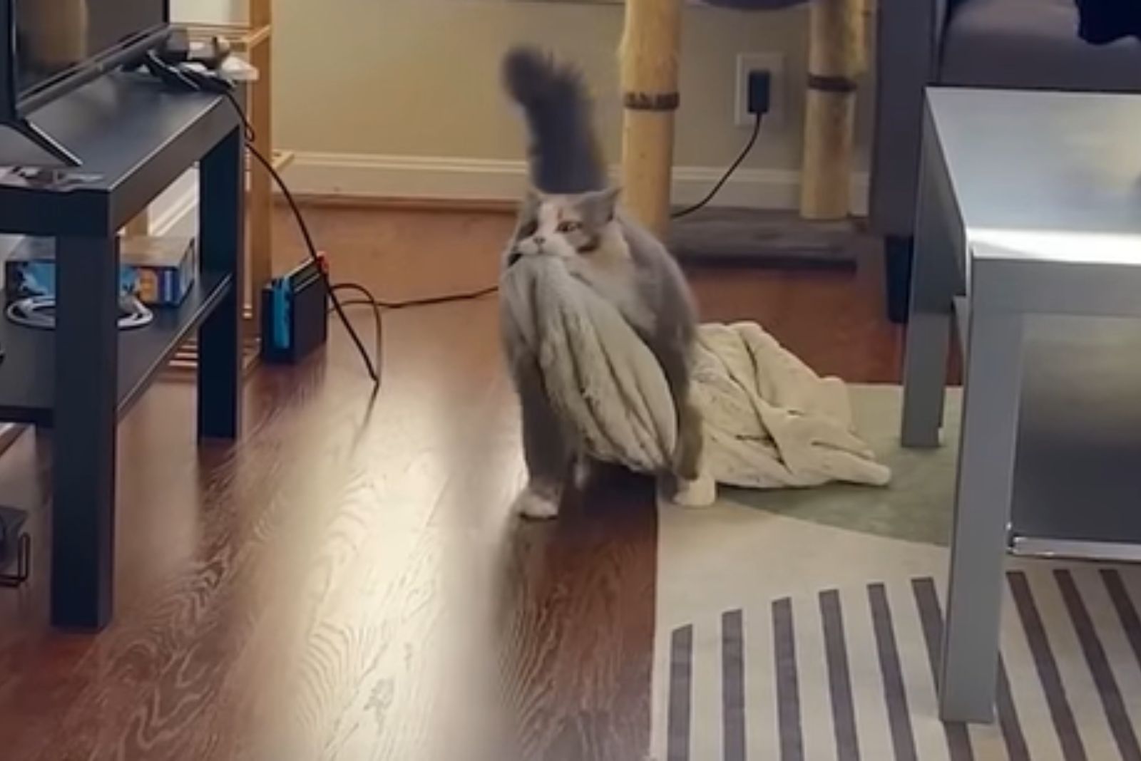 cat carrying blanket
