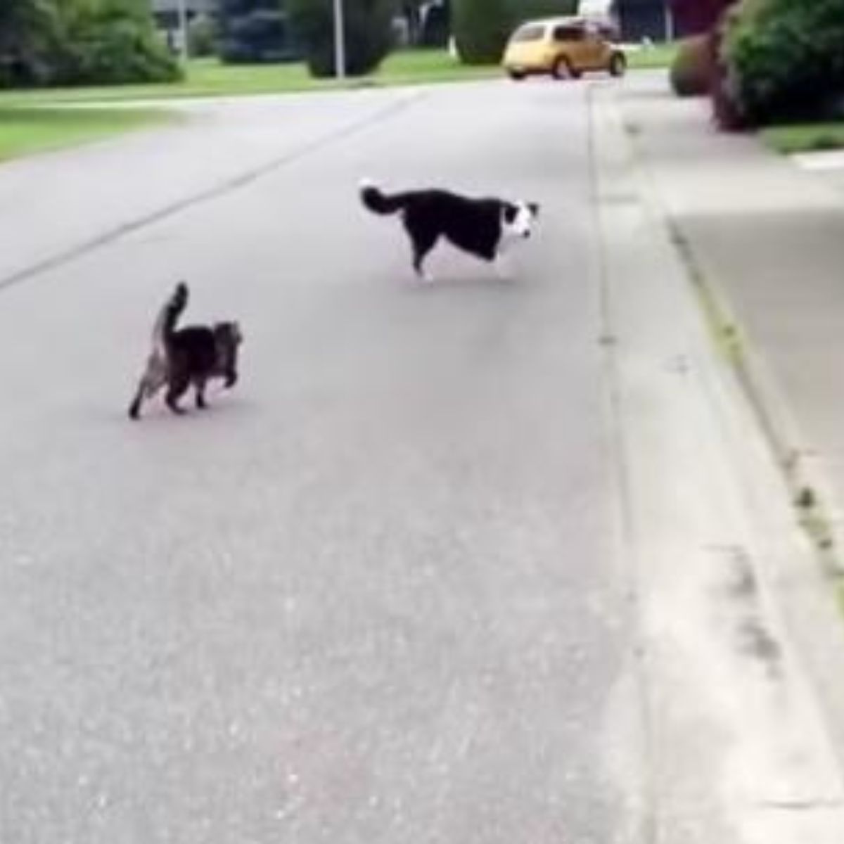 cat chasing dog