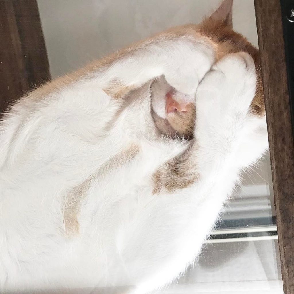 cat covered her face on glass