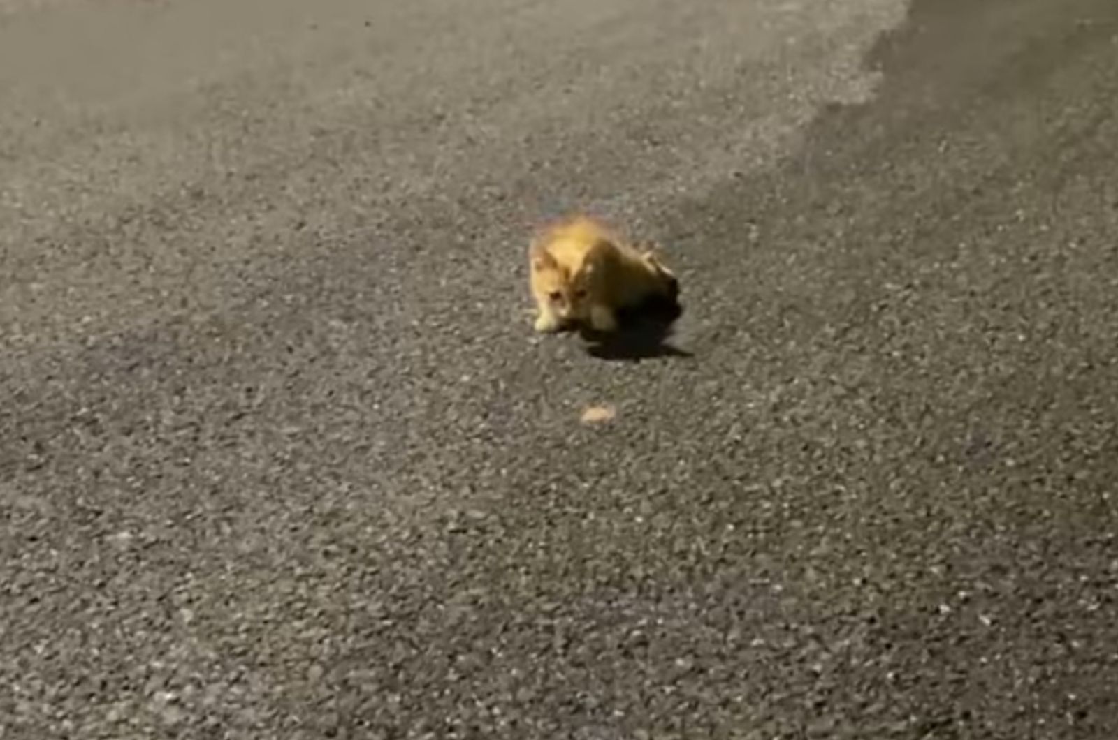 cat crawling on the road