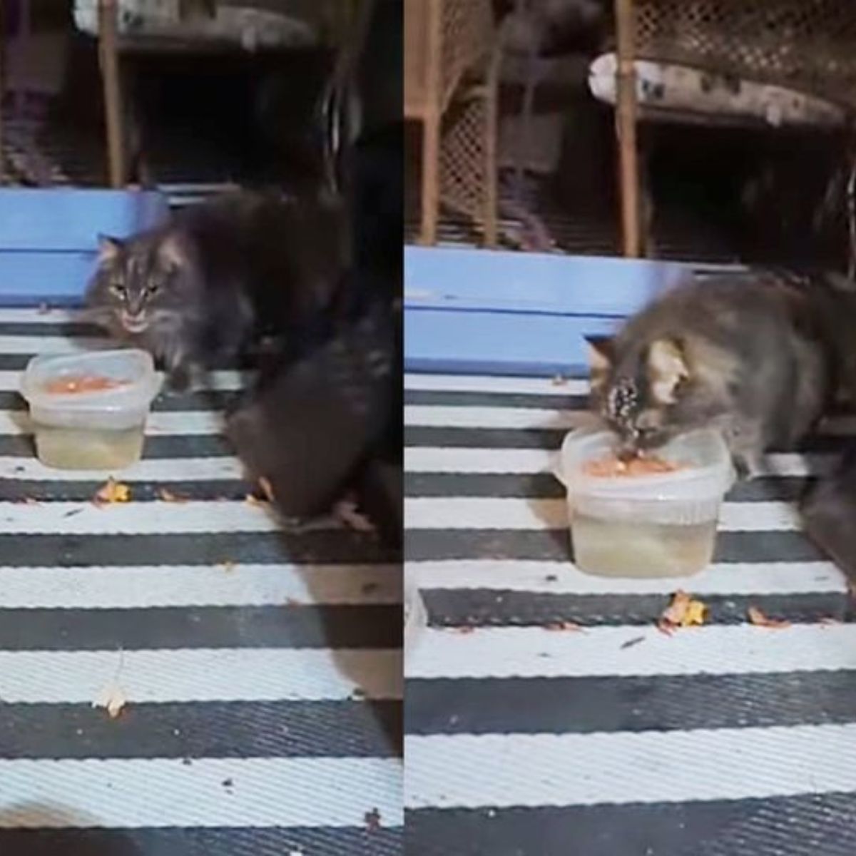cat eating from a plastic bowl