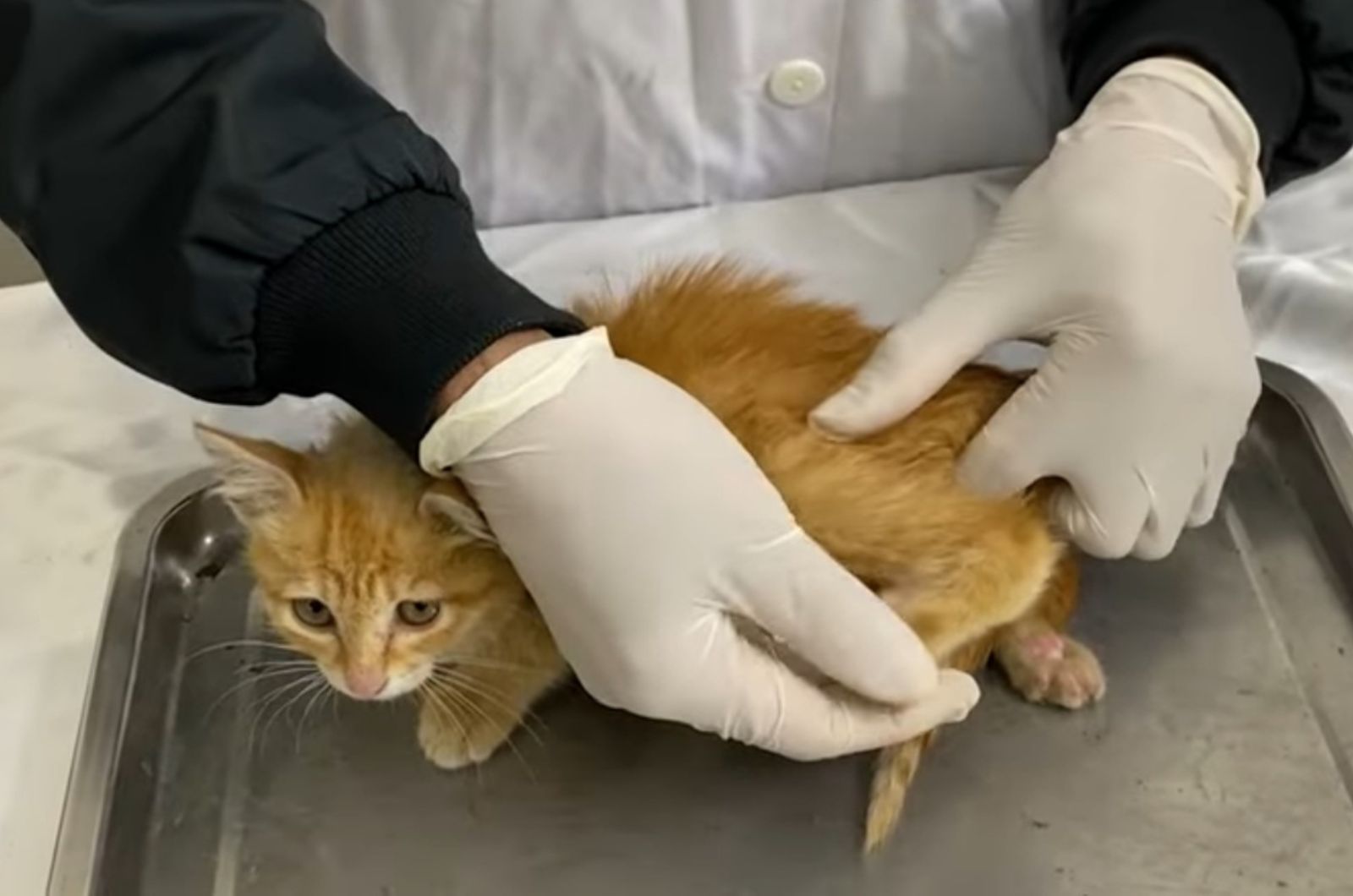 cat getting examined