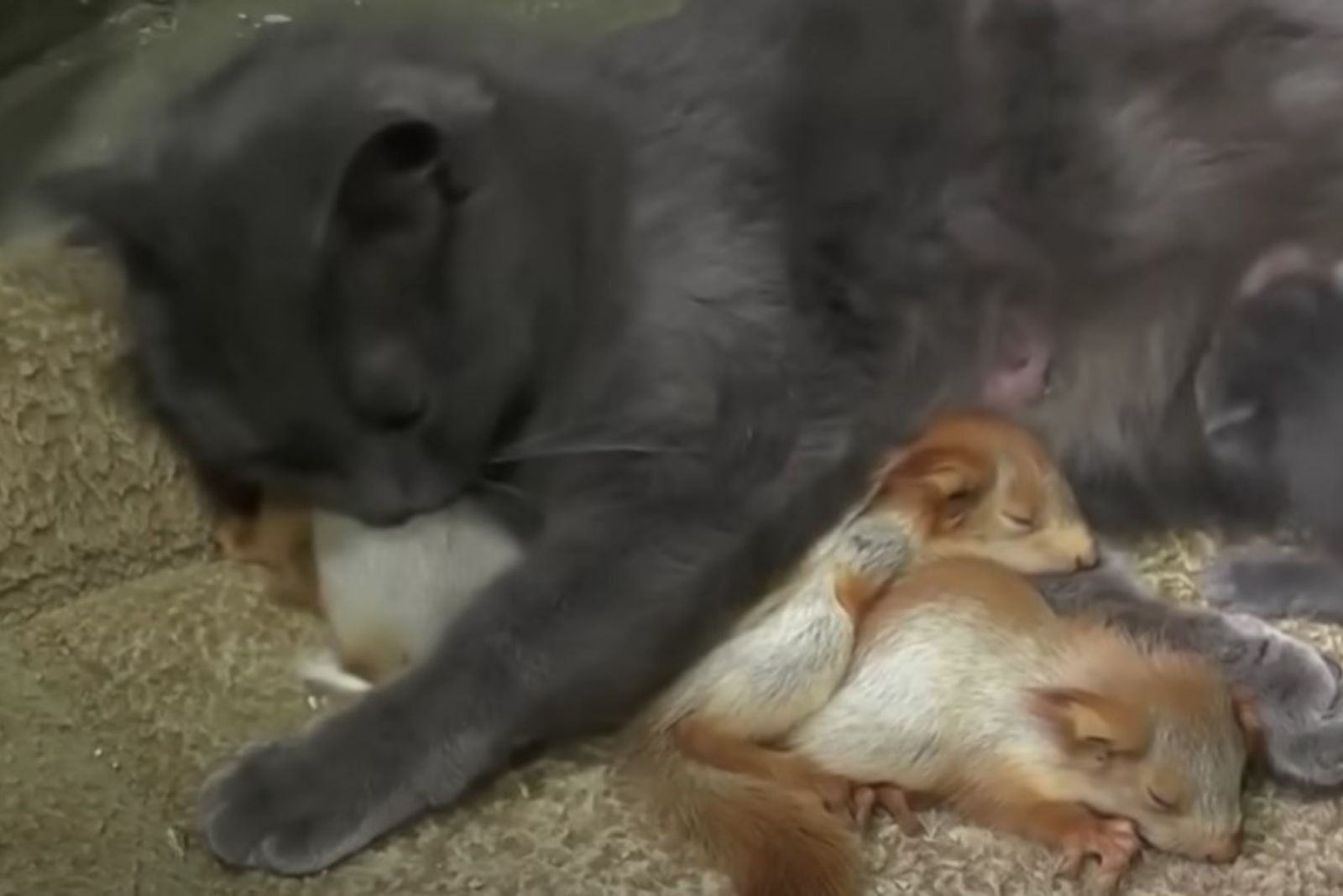 cat-grooming-baby-squirrel