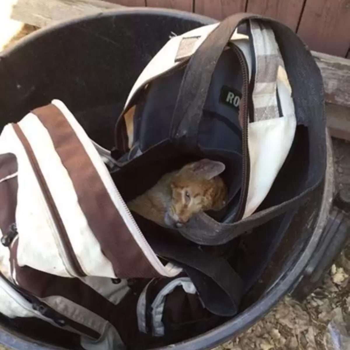 cat in a trash