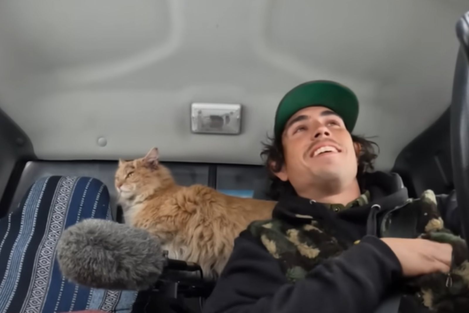 cat in a truck