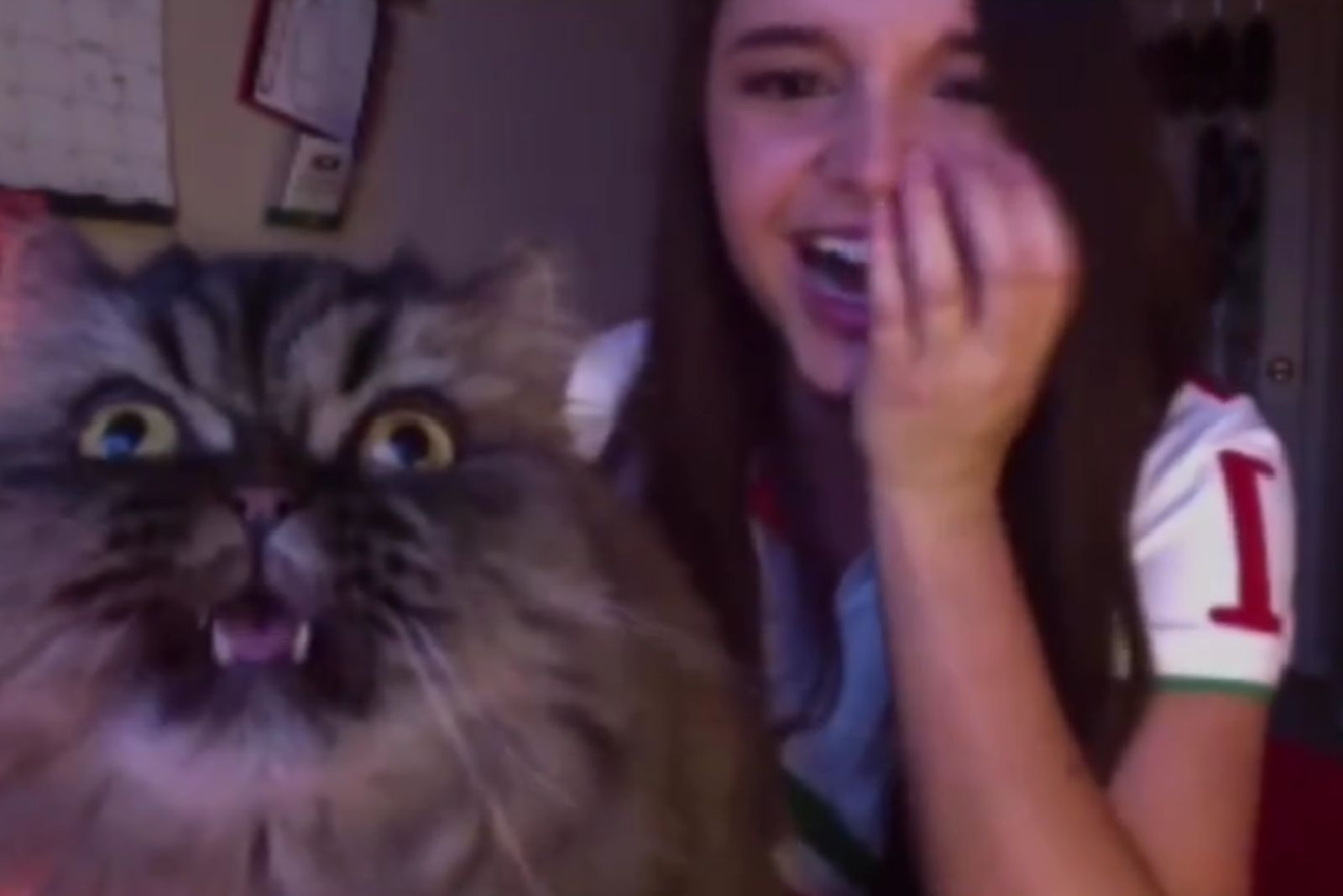cat interrupts young woman in singing