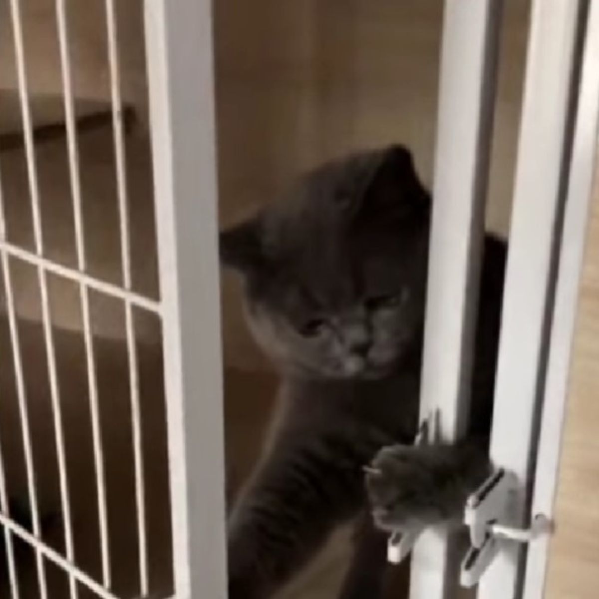 cat learns to open a cage