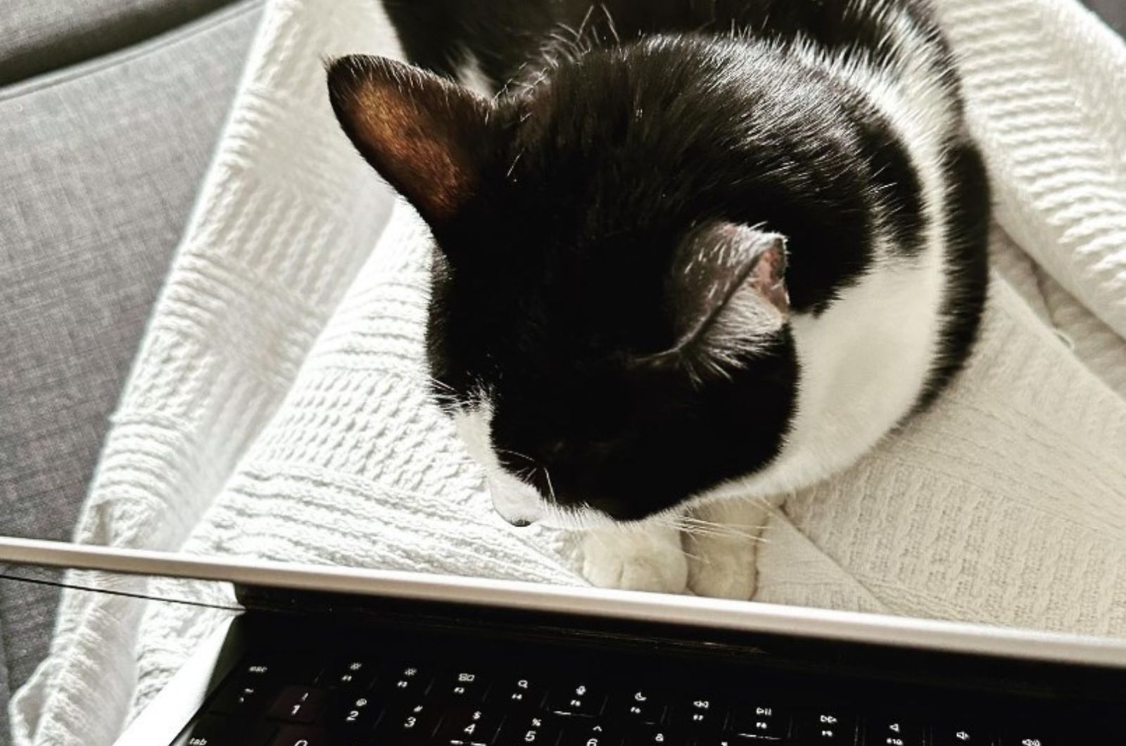 cat lying by the laptop