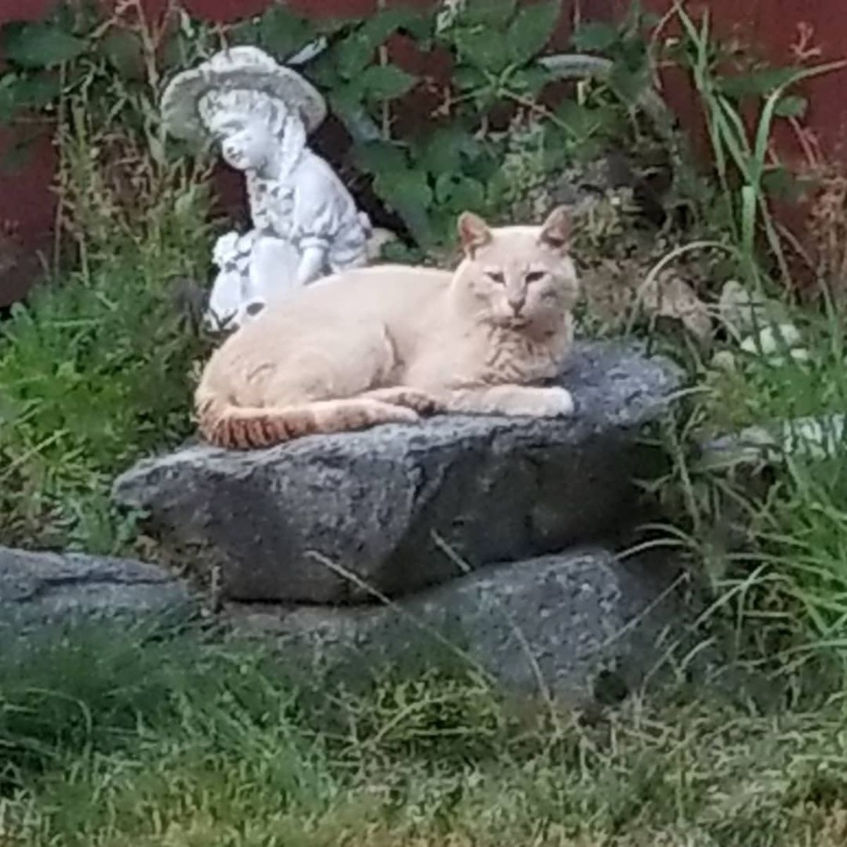 cat lying by the statue outdoor