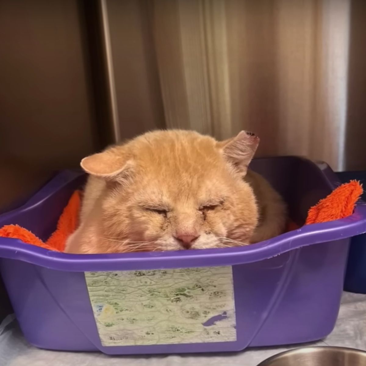 cat lying in purple tray