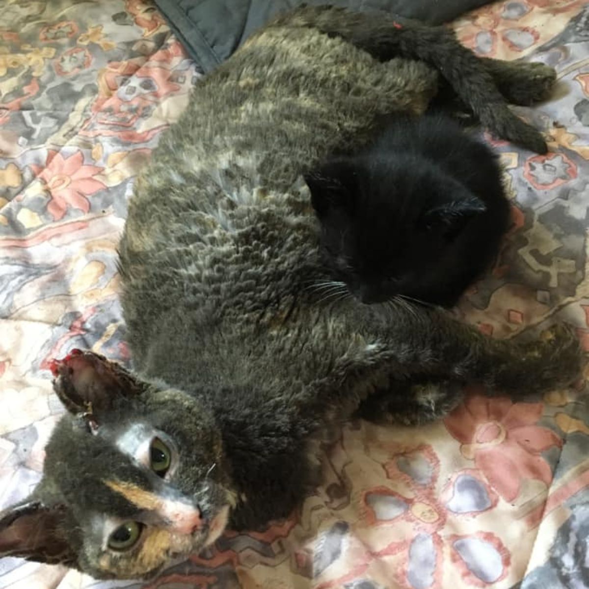 cat lying next to kitten