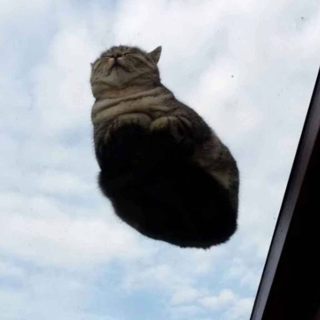 cat lying on window glass