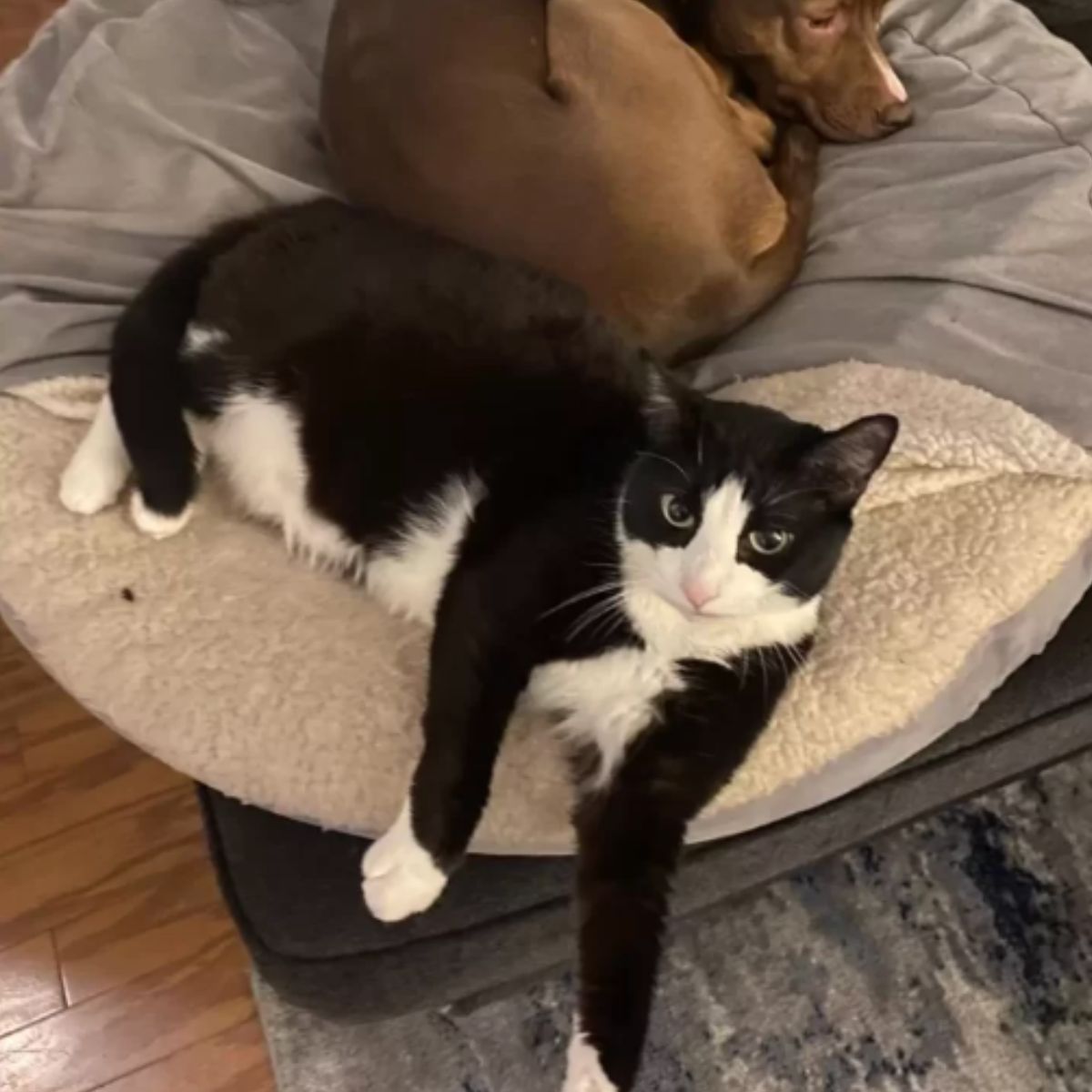 cat lying with dog