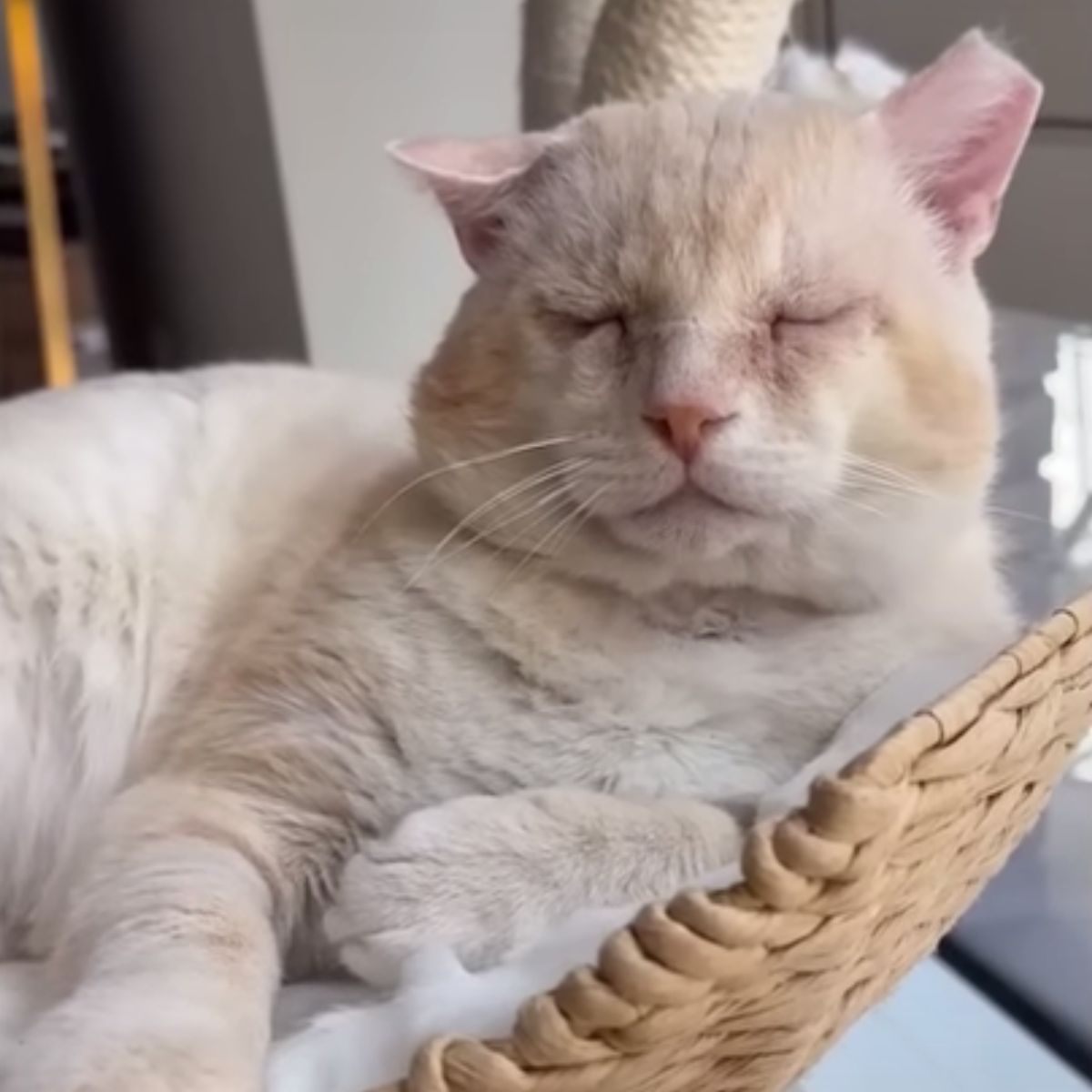 cat lying with eyes closed