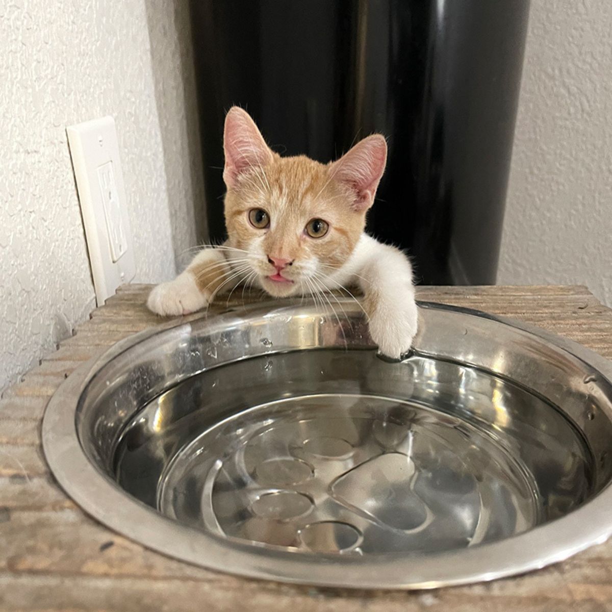 cat next to a bowl of water