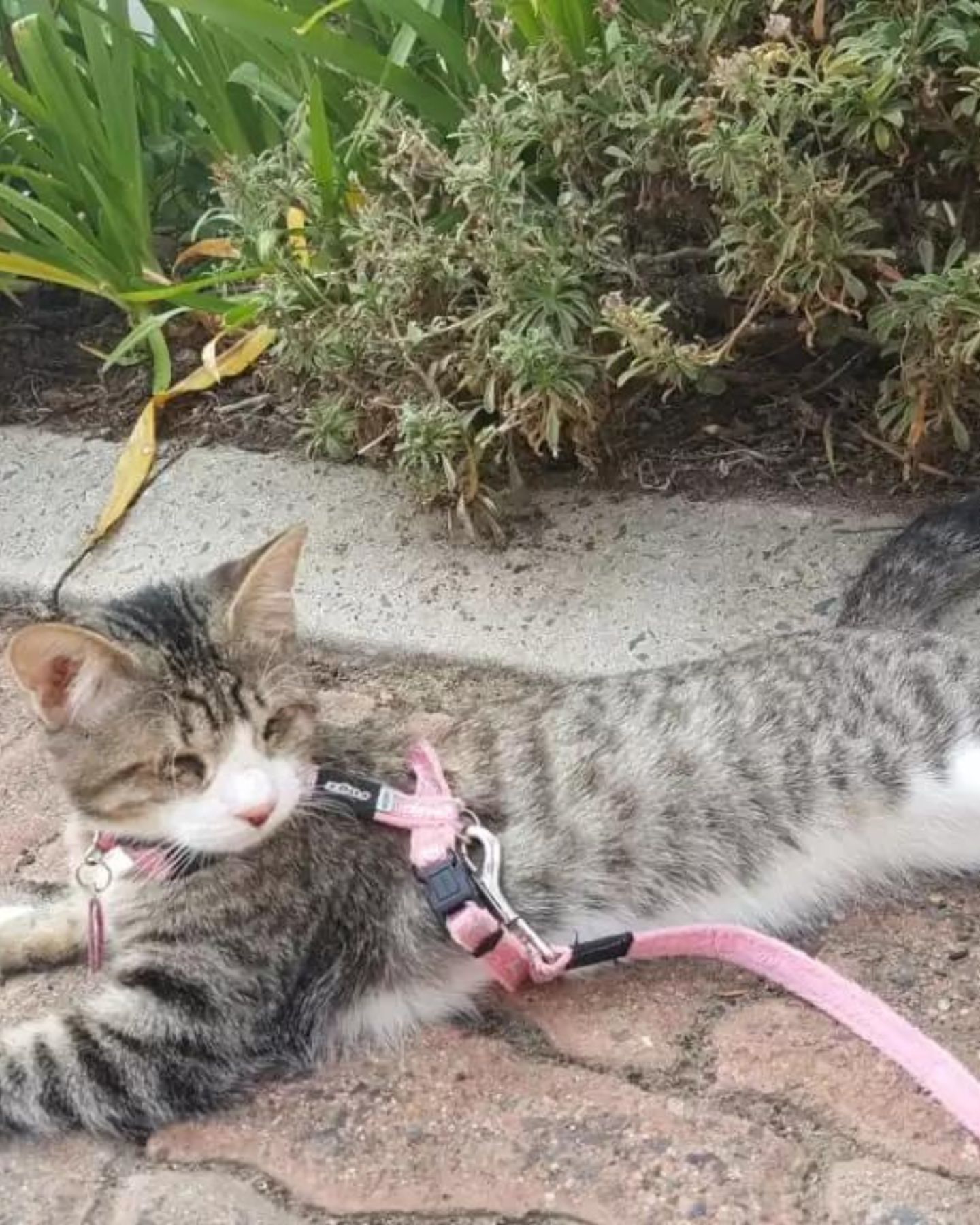 cat on a pink leash